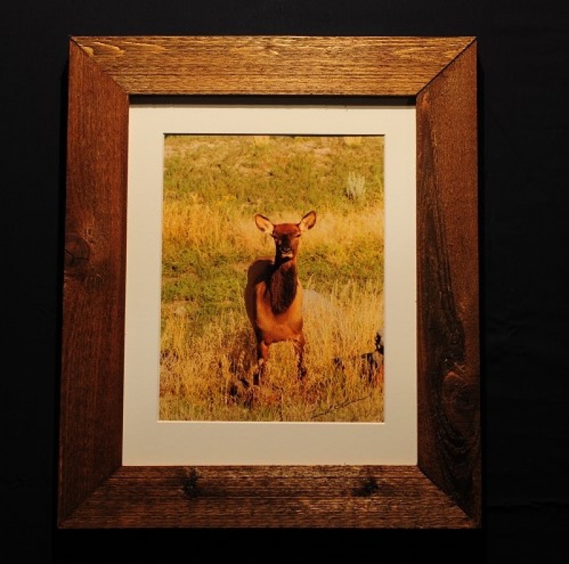 Elk Calf by artist lenard fisher